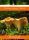  Мицел Chanterelle mycorrhiza