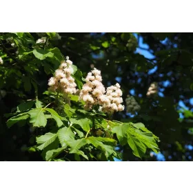  Конски кестен BAUMANNII WHITE INFLORATIONS
