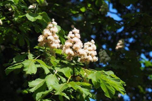  Конски кестен BAUMANNII WHITE INFLORATIONS
