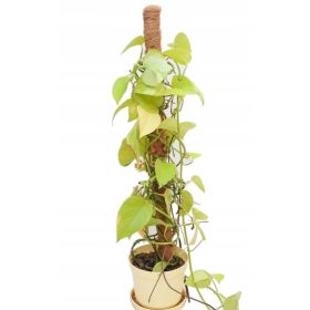  Кокосов стълб 100 см 10 бр.