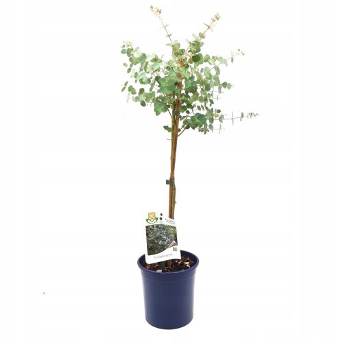  Син ЕВКАЛИПТ ВЪРХУ СТЪБЛОТО Eucalyptus Gunni C2