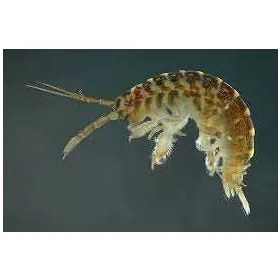  PVC езерце 0,1 х 0,2 м