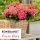  GARDEN HYDRENSION REMBRANDT ROSSO GLORY ~ 3 години