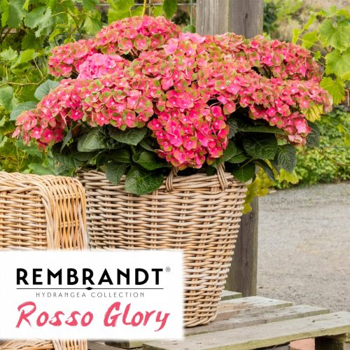  GARDEN HYDRENSION REMBRANDT ROSSO GLORY ~ 3 години