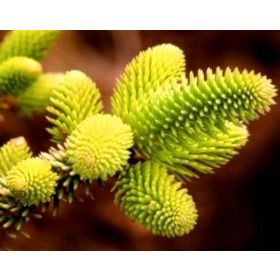    ЗЛАТНА ИСПАНСКА ЕЛА AUREA ЗА МАЛКИ ГРАДИНИ