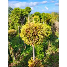    Thuja SUNKIST GOLD BALL Thuja НА СТЪБЛОГА arborvitae