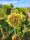  Thuja SUNKIST GOLD BALL Thuja НА СТЪБЛОГА arborvitae