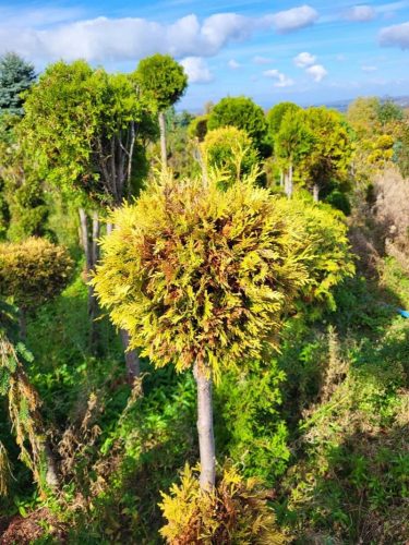  Thuja SUNKIST GOLD BALL Thuja НА СТЪБЛОГА arborvitae