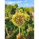  Thuja SUNKIST GOLD BALL Thuja НА СТЪБЛОГА arborvitae