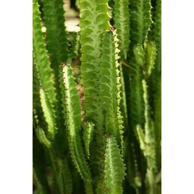  Euphorbia Trigona Триребра сперма