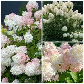    Букет Хортензия Фантом ГОЛЕМИ Съцветия Хортензия Разсад 3L