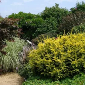  Summergold обикновен тис