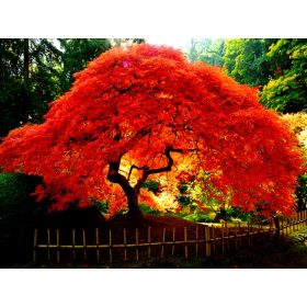    ЧЕРВЕН ПАЛМОВ КЛЕН АТРОПУРПУРЕУМ ХУБАВИ РАЗСЕДКИ