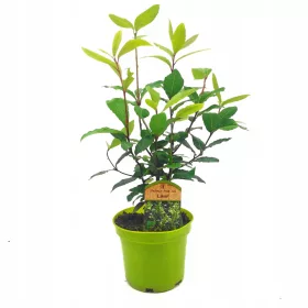    ДАФИЛОВ ЛИСТ БЛАГОРОДЕН ДАФИЛ Плътни СЕМЕНА