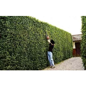    AŁYCZA лигуструм Разсад за жив плет 50 x 0,70 PLN