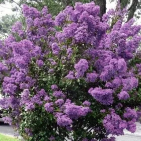  Lagerstroemia purple Petite Orchid 20-40cm P9