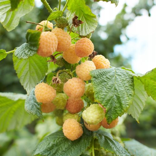 Разсад малини и къпини Golden Queen в съд 1-2л 30-60см