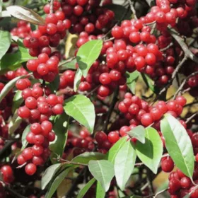    Разсад от маслиново дърво Pointilla Amoroso