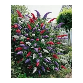    Трицветна будлея ТРИКОЛОР - ПРЕМИУМ РАЗСЯБИ