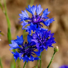  Тораф семена от метличина 100гр