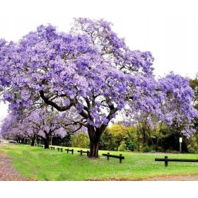    Paulownia tomentosa императорско дърво на щастието P9