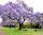  Paulownia tomentosa императорско дърво на щастието P9