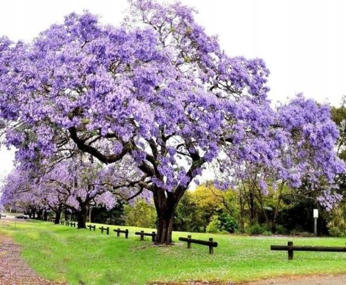  Paulownia tomentosa императорско дърво на щастието P9