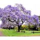  Paulownia tomentosa императорско дърво на щастието P9