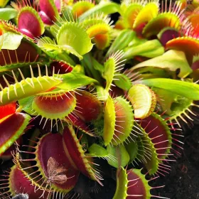    Разсад червено зелена венерина мухоловка в контейнер 0,5л