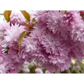  Японска череша KIKU SHIDARE ZAKURA 140-160см