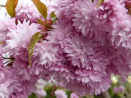  Японска череша KIKU SHIDARE ZAKURA 140-160см