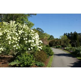    Viburnum Japonicum лъскави бели листа Големи 3л