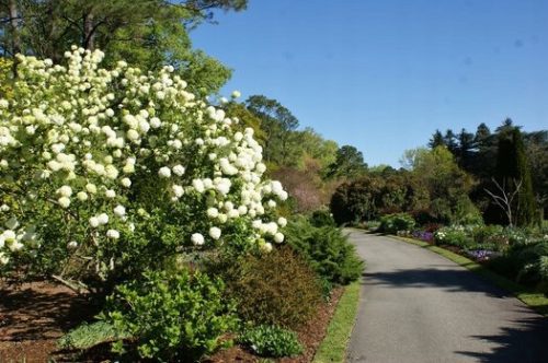  Viburnum Japonicum лъскави бели листа Големи 3л