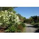 Viburnum Japonicum лъскави бели листа Големи 3л