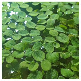  Salvinia Auriculata растение за езерце