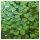  Salvinia Auriculata растение за езерце