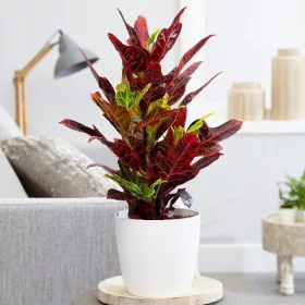    KROTON Codiaeum Trójskrzyn разсад в 1-2 литров съд