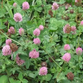    ДЕТЕЛИНА ЛИВАДНА Trifolium pratense КВАЛИФИКАЦИЯ 1кг