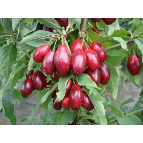  Разсад дрян в съд 3-5л 60-80см