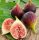  СМОКИНОВО ДЪРВО Brown Turkey Figs - разсад в саксии