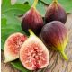  СМОКИНОВО ДЪРВО Brown Turkey Figs - разсад в саксии