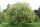  ЯСЕН МАН - FRAXINUS ORNUS СЕМЕНА P9