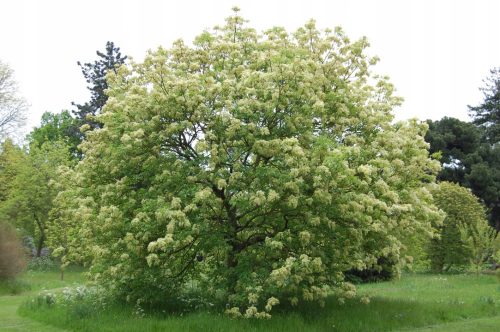  ЯСЕН МАН - FRAXINUS ORNUS СЕМЕНА P9