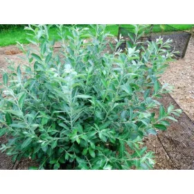    Разсад от върба в съд 3-5 литра 40-70 см