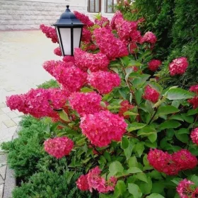    Букет хортензия на ствол 100см DIAMANT ROUGE