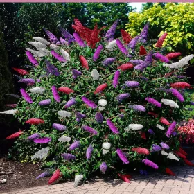    ТРИЦВЕТНА БЪДЛИЯ 3 ЦВЯТА, 3 СЕМЕНА