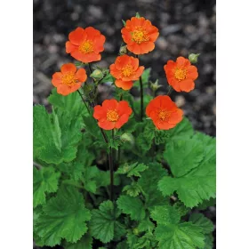  KOI ПОРТОКАЛ СЕЕН