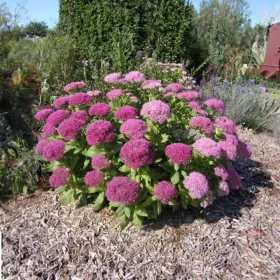  Sedum Herbstfreunde ~ РОЗОВО-ЧЕРВЕНО