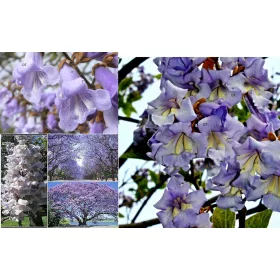  Разсад пауловния Oxygen Tree OXY