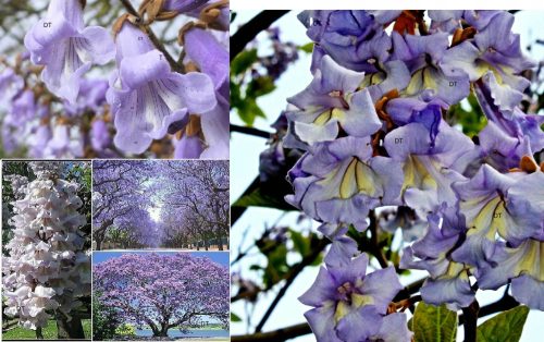 Разсад пауловния Oxygen Tree OXY